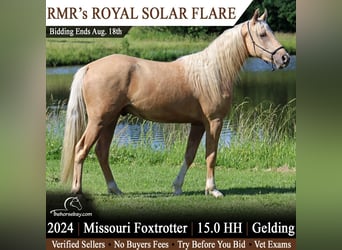 Missouri Foxtrotter, Ruin, 2 Jaar, 152 cm, Palomino