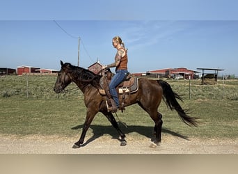 Missouri Foxtrotter, Ruin, 4 Jaar, Zwart