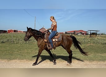 Missouri Foxtrotter, Ruin, 4 Jaar, Zwart