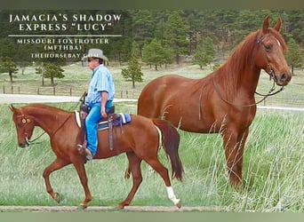 Missouri Foxtrotter, Ruin, 5 Jaar, 152 cm, Roodvos