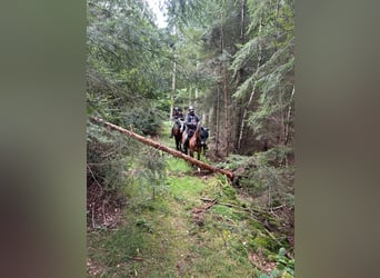 Missouri Foxtrotter, Ruin, 5 Jaar, 153 cm, Falbe