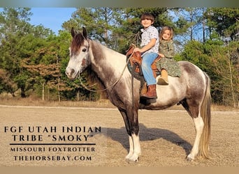 Missouri Foxtrotter, Ruin, 7 Jaar, 142 cm, Tobiano-alle-kleuren