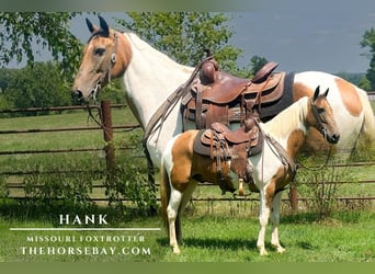 Missouri Foxtrotter, Ruin, 7 Jaar, 150 cm, Tobiano-alle-kleuren