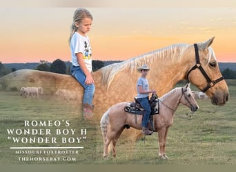 Missouri Foxtrotter, Ruin, 7 Jaar, 152 cm