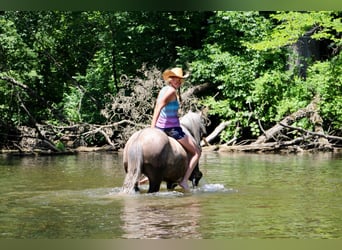 Missouri Foxtrotter, Ruin, 8 Jaar, 147 cm, Roodbruin