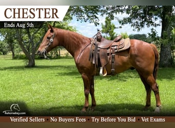 Missouri Foxtrotter, Ruin, 8 Jaar, 155 cm, Roodvos