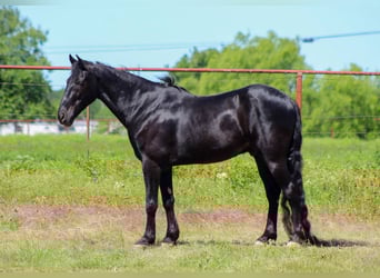 Missouri Foxtrotter, Ruin, 9 Jaar, 150 cm, Zwart