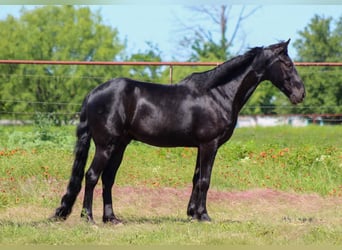 Missouri Foxtrotter, Ruin, 9 Jaar, 150 cm, Zwart