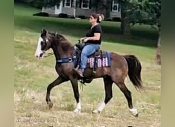 Missouri Foxtrotter, Wallach, 9 Jahre, 152 cm, Rappe