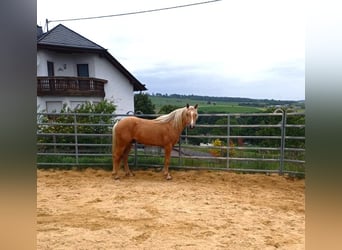 Missouri Foxtrotter, Stallion, 3 years, 14.3 hh, Palomino