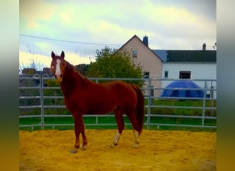 Missouri Foxtrotter, Stallion, 3 years, 15.1 hh, Chestnut-Red