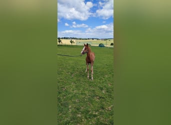 Missouri Foxtrotter, Stallion, Foal (04/2024), 15,1 hh, Chestnut-Red