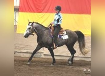 Missouri Foxtrotter, Stallion, 14 years, 15.1 hh, Gray-Dapple