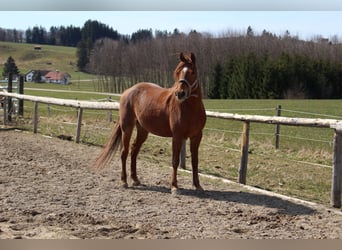Missouri Foxtrotter, Stute, 10 Jahre, 153 cm, Fuchs