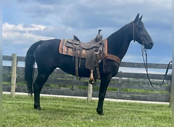 Missouri Foxtrotter, Stute, 11 Jahre, 142 cm, Rappe