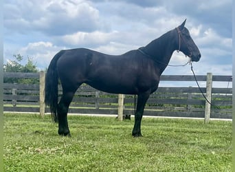 Missouri Foxtrotter, Stute, 11 Jahre, 142 cm, Rappe