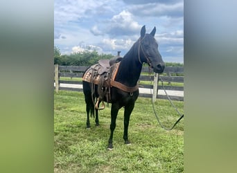 Missouri Foxtrotter, Stute, 11 Jahre, 142 cm, Rappe