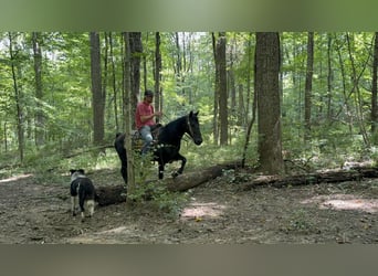 Missouri Foxtrotter, Stute, 11 Jahre, 142 cm, Rappe