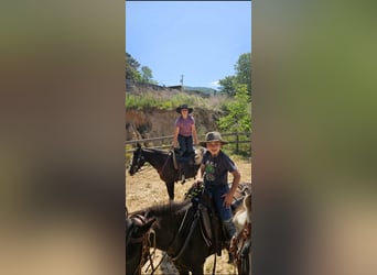 Missouri Foxtrotter, Stute, 13 Jahre, 142 cm, Sabino