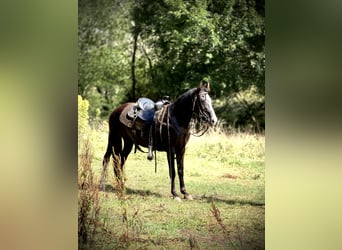 Missouri Foxtrotter, Stute, 13 Jahre, 142 cm, Sabino