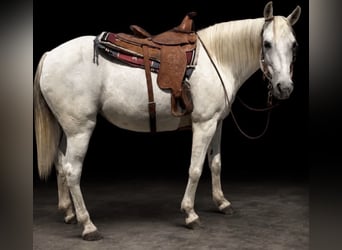 Missouri Foxtrotter, Stute, 13 Jahre, 142 cm, Schimmel
