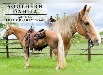 Missouri Foxtrotter, Stute, 13 Jahre, 152 cm, Palomino