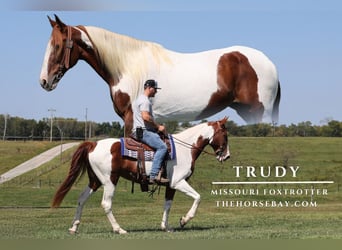 Missouri Foxtrotter, Stute, 13 Jahre, 165 cm, Tobiano-alle-Farben