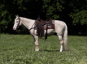 Missouri Foxtrotter, Stute, 14 Jahre, 142 cm, Cremello
