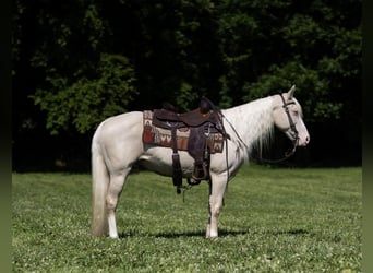 Missouri Foxtrotter, Stute, 14 Jahre, 142 cm, Cremello