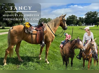 Missouri Foxtrotter, Stute, 14 Jahre, 150 cm, Palomino