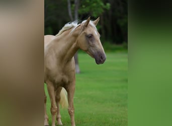 Missouri Foxtrotter, Stute, 14 Jahre, Champagne