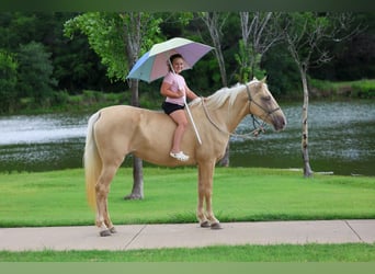 Missouri Foxtrotter, Stute, 14 Jahre, Champagne