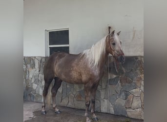 Missouri Foxtrotter, Stute, 15 Jahre, 152 cm, Palomino