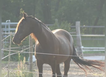 Missouri Foxtrotter, Stute, 16 Jahre, 148 cm, Rappe