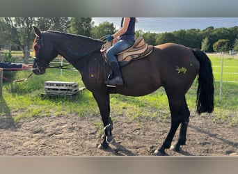 Missouri Foxtrotter, Stute, 16 Jahre, 148 cm, Rappe