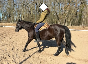 Missouri Foxtrotter, Stute, 17 Jahre, 148 cm, Rappe