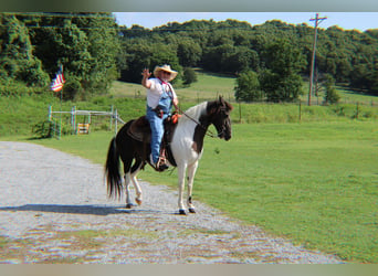 Missouri Foxtrotter Mix, Stute, 18 Jahre, 142 cm, Schecke