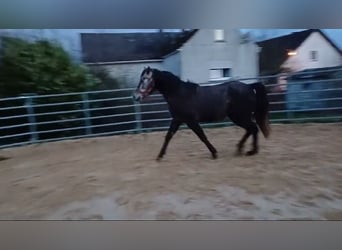 Missouri Foxtrotter, Stute, 3 Jahre, 157 cm, Apfelschimmel