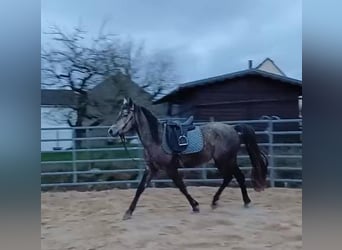 Missouri Foxtrotter, Stute, 4 Jahre, 156 cm, Apfelschimmel