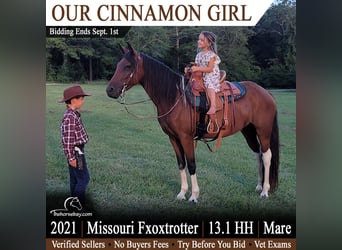 Missouri Foxtrotter, Stute, 5 Jahre, 135 cm, Rotbrauner