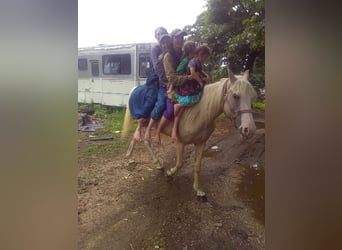 Missouri Foxtrotter Mix, Stute, 6 Jahre, 152 cm, Palomino