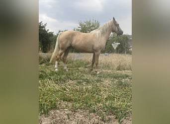 Missouri Foxtrotter, Stute, 6 Jahre, 160 cm, Palomino