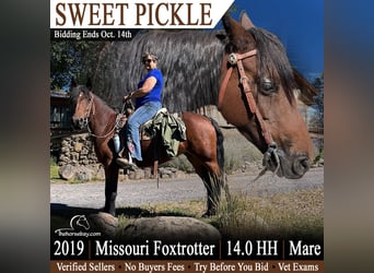 Missouri Foxtrotter, Stute, 7 Jahre, 142 cm, Rotbrauner