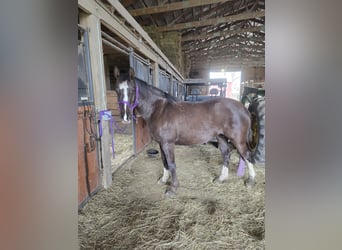 Missouri Foxtrotter, Stute, 8 Jahre, 142 cm, Rappe