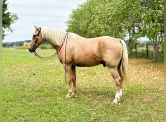 Missouri Foxtrotter, Valack, 12 år, 152 cm, Palomino