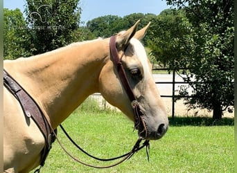 Missouri Foxtrotter, Valack, 5 år, 142 cm, Palomino