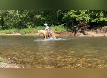 Missouri Foxtrotter, Valack, 5 år, 142 cm, Palomino