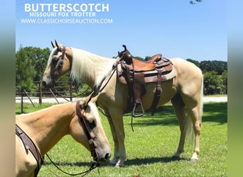 Missouri Foxtrotter, Valack, 5 år, 142 cm, Palomino