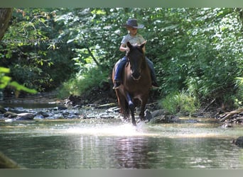 Missouri Foxtrotter, Valack, 5 år, 142 cm, Svart