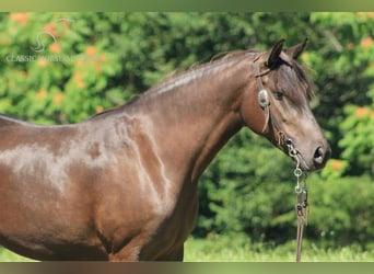 Missouri Foxtrotter, Valack, 5 år, 142 cm, Svart